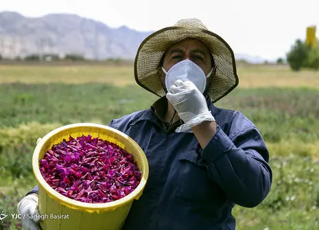 خرید حمایتی گوجه فرنگی از امروز آغاز می‌شود 