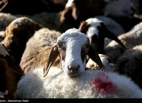 اعلام آمار رسمی تعداد گوسفندان در کشور