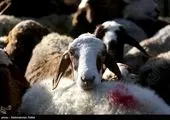 اعلام آمار رسمی تعداد گوسفندان در کشور