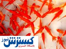 ماهی قرمز را در آب آزاد رها نکنید