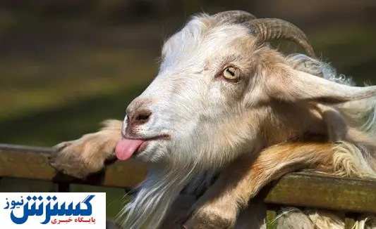 قیمت عجیب بز سانن / بز چند قلو زا ۹۰ میلیون تومان فروخته می شود