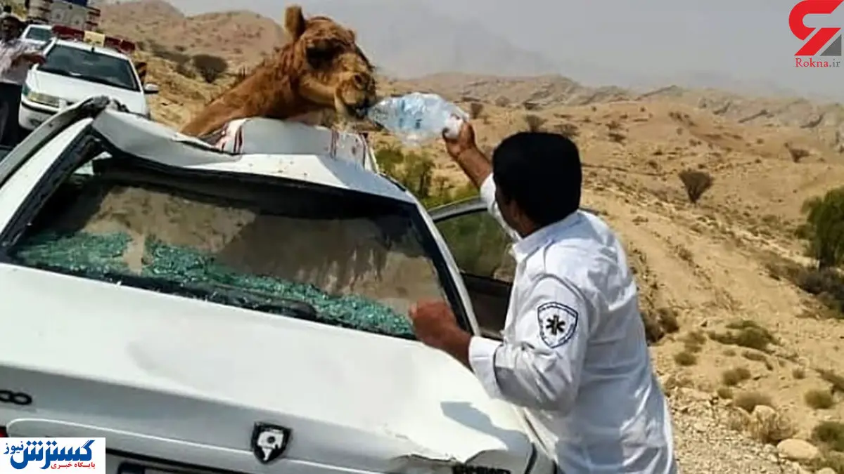 تصادف مرگبار پژو با شتر/ همه شوکه شدند + عکس
