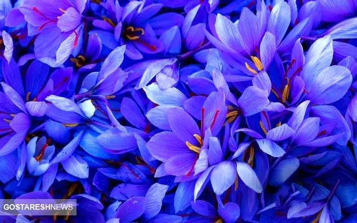 گل مشهور ایرانی در میان لاکچری ترین های جهان + قیمت