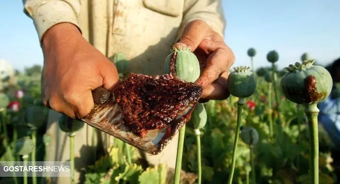  تریاک افغانستان ده برابر گران شد 