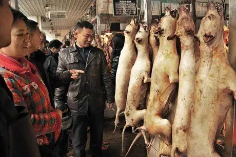 نمایشگاه گوشت سگ در چین افتتاح شد