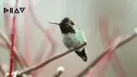  این پرنده در یک دقیقه ۶۲ بار رنگ عوض می‌کند + فیلم