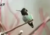 صف کشیدن فیلمبرداران برای اپرا خواندن پرنده عجیب 