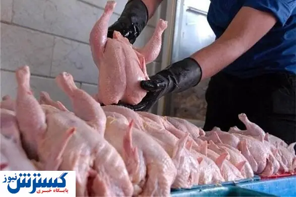 چرا مرغ ارزان نمی شود؟