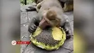 فیلمی جالب از  تخمه خوردن یک میمون