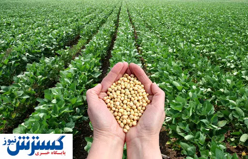 افزایش قیمت سویا در بازارهای جهانی