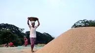 تصمیم جدید هند در خصوص صادرات برنج
