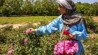 تصاویر/ برداشت گل محمدی از «دهکده گل» بجنورد