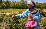 تصاویر/ برداشت گل محمدی از «دهکده گل» بجنورد