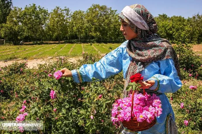 تصاویر/ برداشت گل محمدی از «دهکده گل» بجنورد