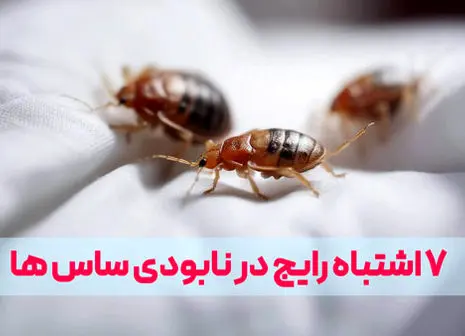 ساس از کجا میاد؟ قوی ترین سم برای ساس چیست؟ (طبق راهنمای متخصصین)