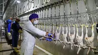 آخرین جزییات از تولید مرغ در کشور