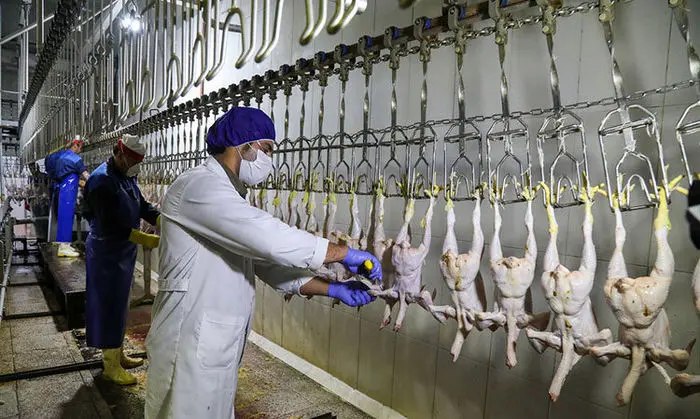 آخرین جزییات از تولید مرغ در کشور