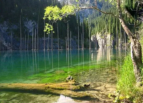 دوچرخه سواری هوایی در آسمان جنگل! + تصاویر