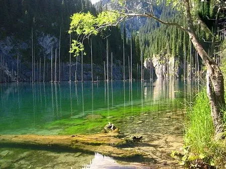 دریاچه ای با درختانی که وارونه ایستاده اند + عکس