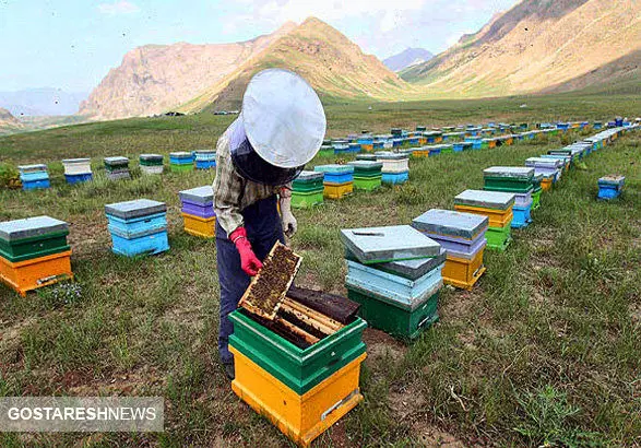 مشکل جدید گریبان زنبورداران را گرفت