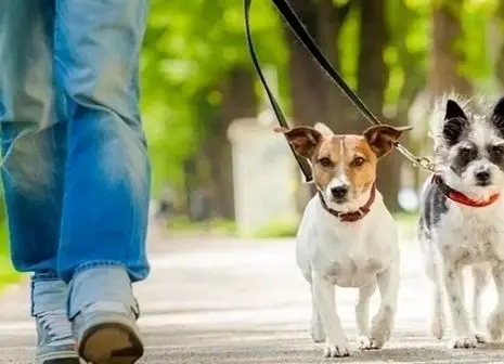 علائم بیماری در سگها: از بیحالی تا تب