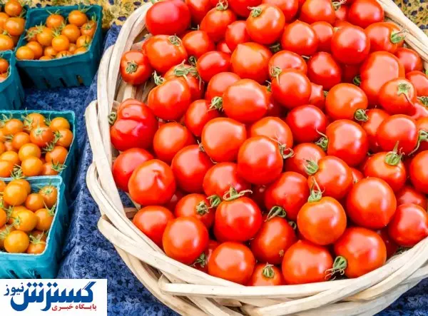 دلیل گرانی گوجه در بازار فاش شد | پای عراق در میان است؟