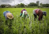 واردات برنج، ریشه به تیشه شالیکاری زد