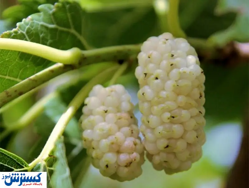میوه بهاری مقوی برای ریه ها را می شناسید؟