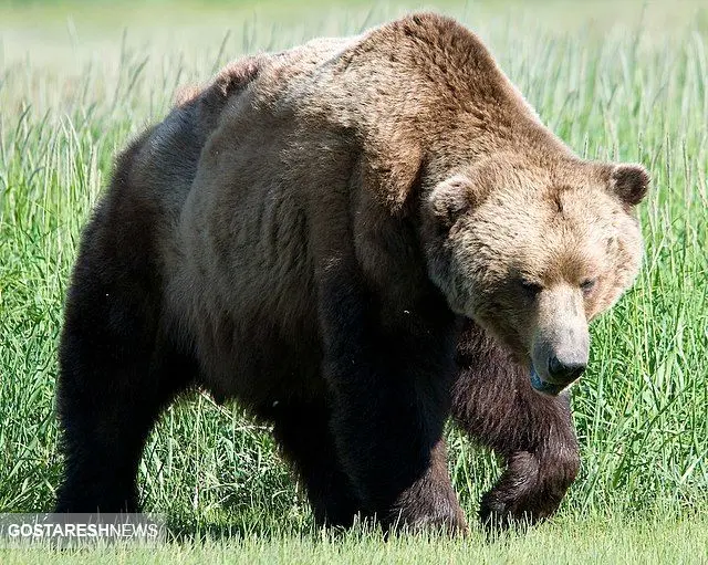 صحنه دلخراش مرگ یک خرس با شلیگ گلوله+ فیلم