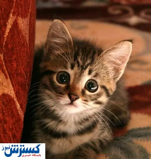 گربهای که یک بچه میمون را به فرزندی قبول کرد!+ فیلم