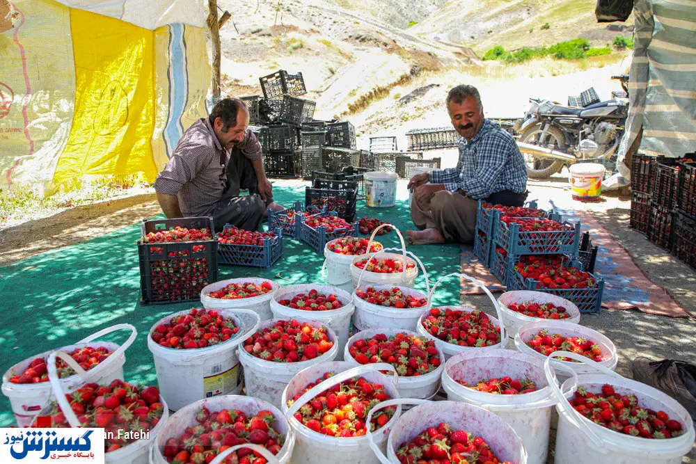 تصاویر/ برداشت توتفرنگی سنندجی