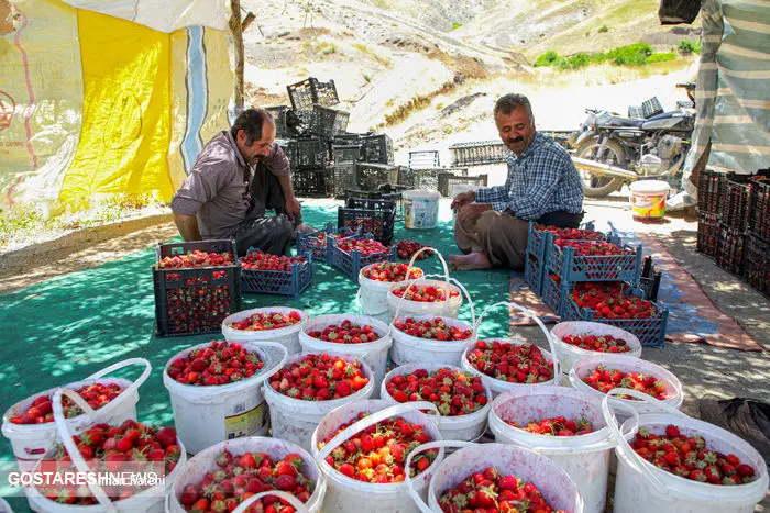 تصاویر/ برداشت توت‌فرنگی سنندجی