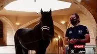 اسب های ایرانی با قیمت های میلیاردی! + فیلم