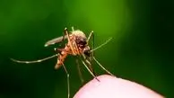 هشدار درباره شیوع مالاریا در این استان