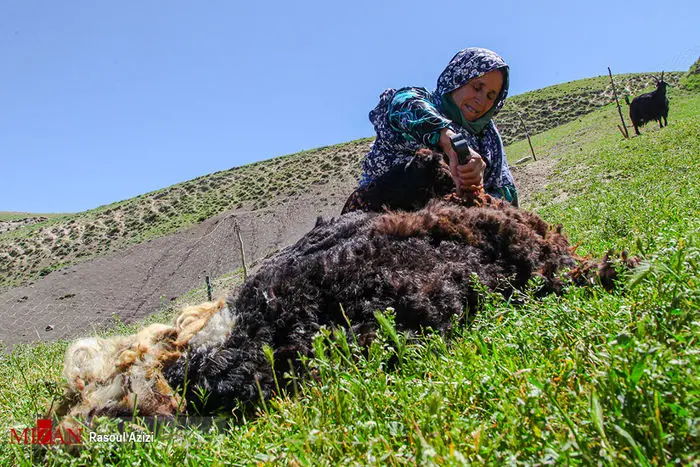 تصاویر/ پشم‌چینی بهاره گوسفندان در کلات