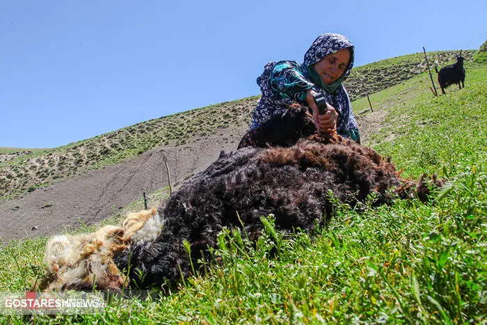 تصاویر/ پشم‌چینی بهاره گوسفندان در کلات