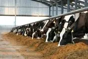 تیر خلاص دولت به تولید گوشت و شیر روستایی