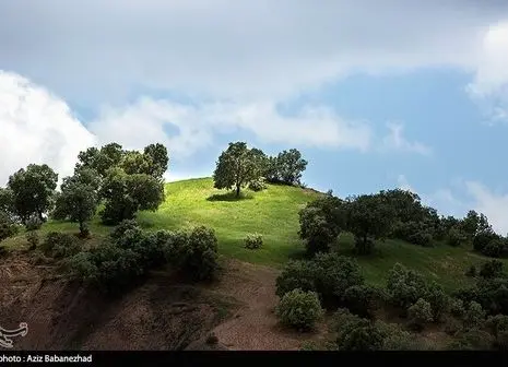 تصاویر/ برداشت گل محمدی از «دهکده گل» بجنورد