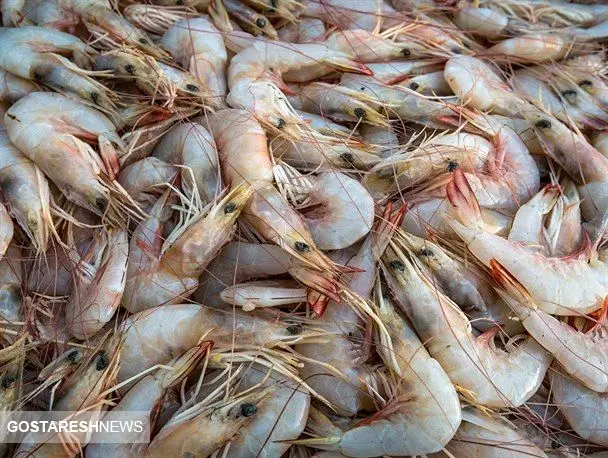 قیمت جدید میگو در بازار / این غذای دریایی بالای ۱ میلیون آب می خورد!