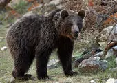 حمله هولناک خرس به ۳ جوان مینابی