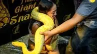 تصاویر / نمایشگاه حیوانات خانگی در بانکوک 