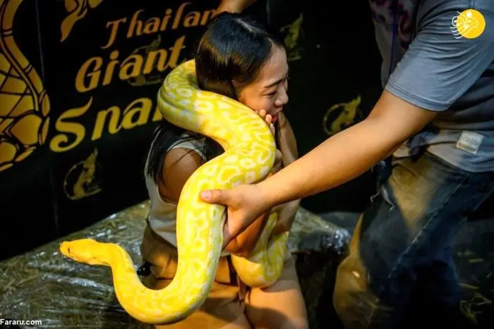 تصاویر / نمایشگاه حیوانات خانگی در بانکوک 
