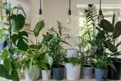 بهترین گیاهان آپارتمانی مقاوم برای خانه و محل کار