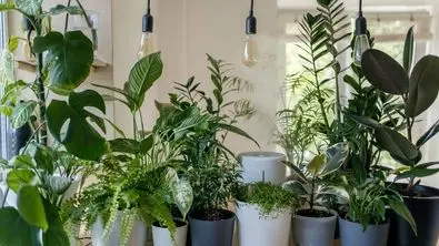 بهترین گیاهان آپارتمانی مقاوم برای خانه و محل کار
