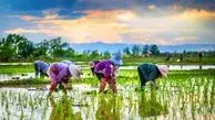 ضرر جبران ناپذیر در پیش فروش برنج | دولت به داد کشاورزان برسد