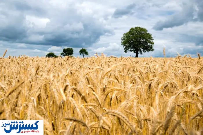 کوهی از کالای اساسی راهی ایران می‌شود