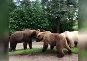 نجات خرس بازیگوش از روی تیر برق! + فیلم