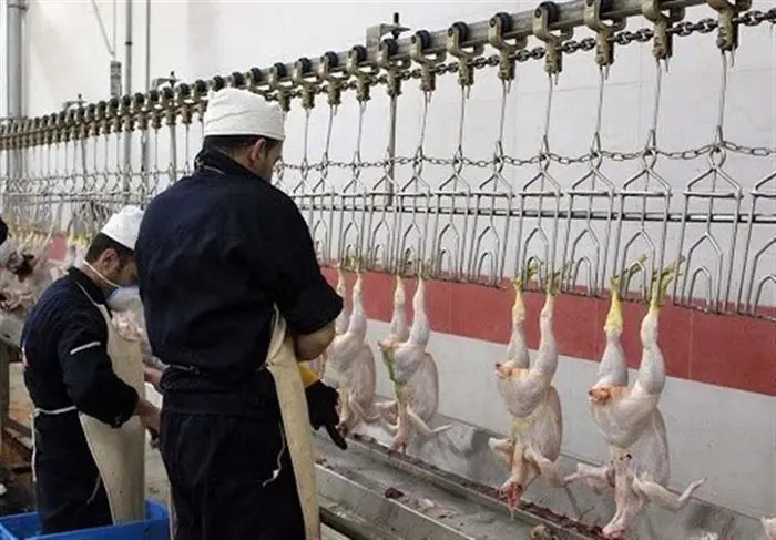 افزایش نظارت بر بازار مرغ در ماه رمضان 
