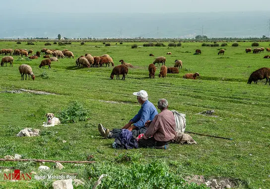 پتروشیمی-میانکاله (1)