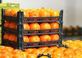 فوری / قیمت جدید انواع میوه اعلام شد + جدول ۱۵ فروردین